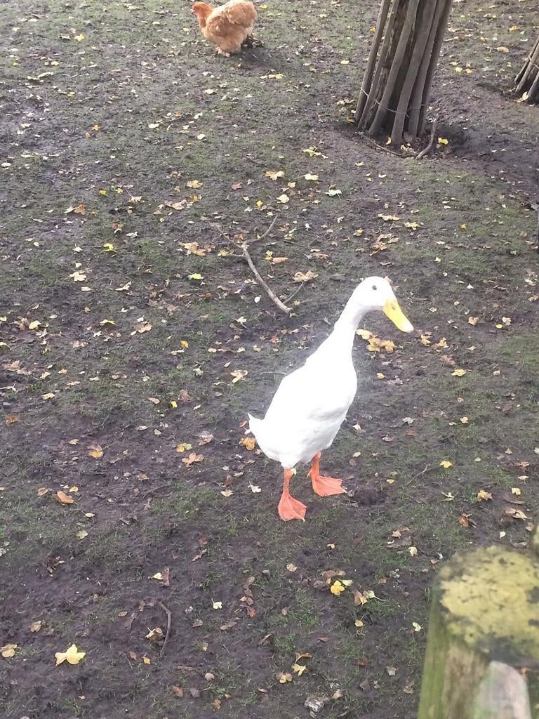 Witte Indische loopeenden kuikens, Dieren en Toebehoren, Pluimvee, Eend, Meerdere dieren