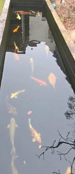 KOI karpers te koop vanwege verhuizing, Karper of Koi