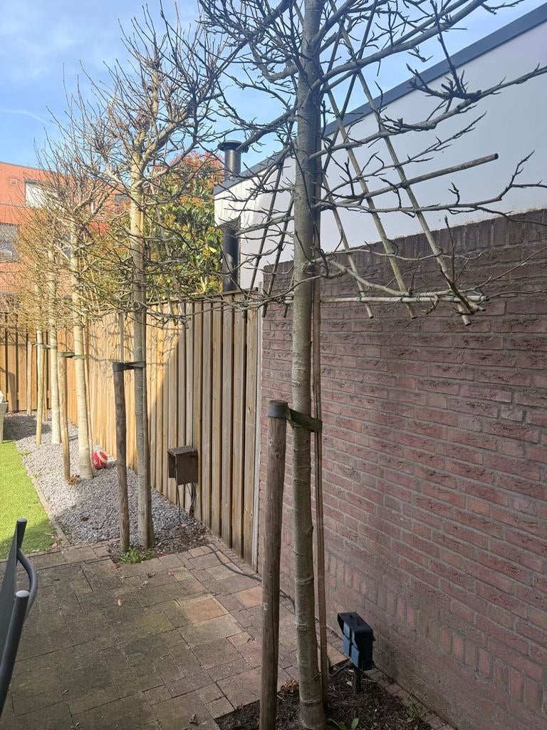 5x Leilinde amber boom inclusief leirek, Tuin en Terras, Bloeit niet, Leiboom, 250 tot 400 cm, Ophalen