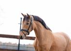 Valk pony, Dieren en Toebehoren, Paarden, Merrie, Recreatiepaard