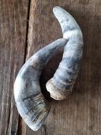 2 koeienhoorns, Ophalen of Verzenden