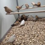 Zilverbekjes verschillende kleuren, Meerdere dieren