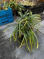 Liriope, Tuin en Terras, Planten | Tuinplanten, Overige soorten, Vaste plant, Ophalen of Verzenden, Halfschaduw