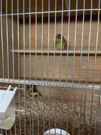 gloster stel, Meerdere dieren, Postuurkanarie