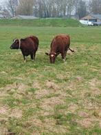 Brandrode runderen, Maart, Vrouwelijk