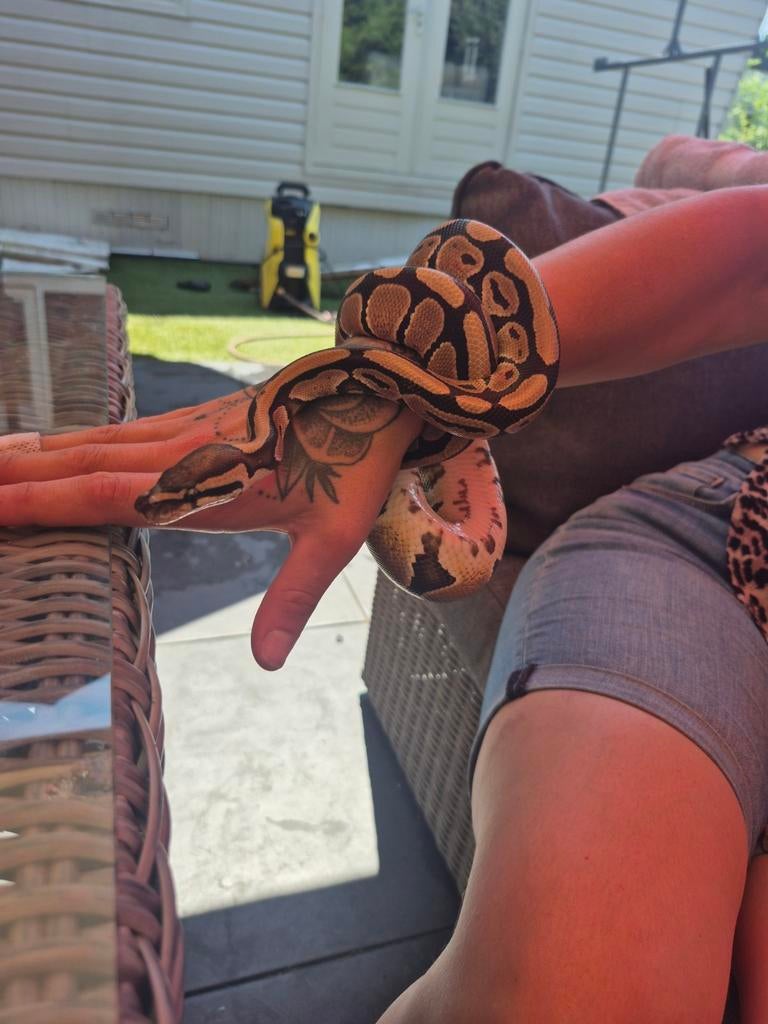 Bal phyton te koop inclusief terrarium, Dieren en Toebehoren, Reptielen en Amfibieën, Slang, Met terrarium, 3 tot 6 jaar