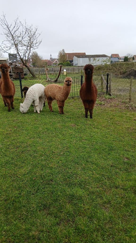 Alpaca, Dieren en Toebehoren, Overige Dieren, Augustus, Mannelijk