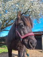 Verzorgpony aangeboden, Dieren en Toebehoren, Ophalen of Verzenden, Overige soorten