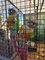 Koppeltje pyrrhura zoekt nieuw droomhuis, Meerdere dieren, Parkiet, Pratend