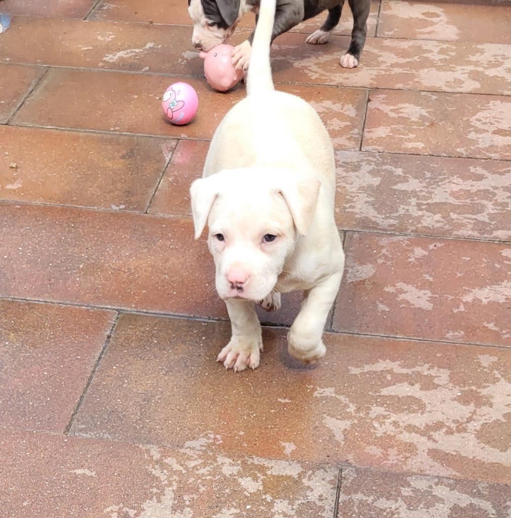 Pitbull XL X Amerikaanse stafford pups, Parvo, 8 tot 15 weken, Meerdere, Meerdere dieren