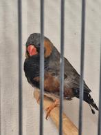 zebravink blackface   man 2025, Mannelijk, Geringd