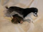 naaldvilt husky/ wolf, Ophalen of Verzenden, Nieuw, Figuurtje(s), Wolvilt