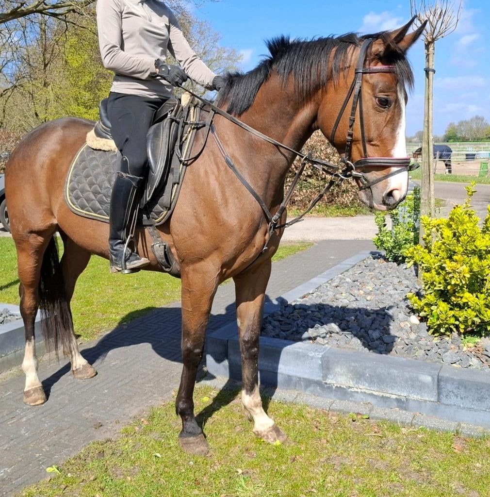 Brave 8 jr allrounder 1,62(recreatie-manege-sport), Merrie, 7 tot 10 jaar, 160 tot 165 cm, Recreatiepaard
