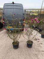 Supergrote dik vertakte magnolia susan super planten 49,95, Ophalen, Overige soorten, Struik, 100 tot 250 cm