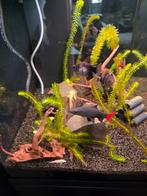 Aquarium juwel 120 liter met onderkast zwart
Met vissen, Dieren en Toebehoren, Vissen | Aquaria en Toebehoren, Ophalen, Gevuld zoetwateraquarium