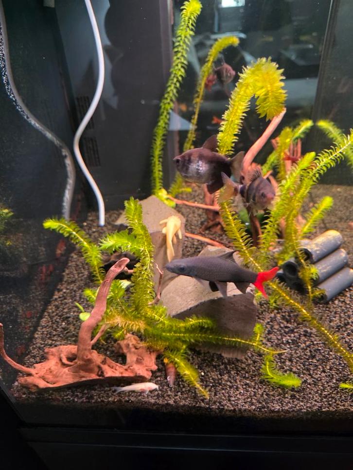 Aquarium juwel 120 liter met onderkast zwart
Met vissen, Dieren en Toebehoren, Vissen | Aquaria en Toebehoren, Gevuld zoetwateraquarium