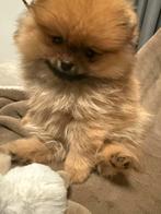 Pomeriaan pup bearface teefje, Particulier, Keeshond, 15 weken tot 1 jaar, Buitenland