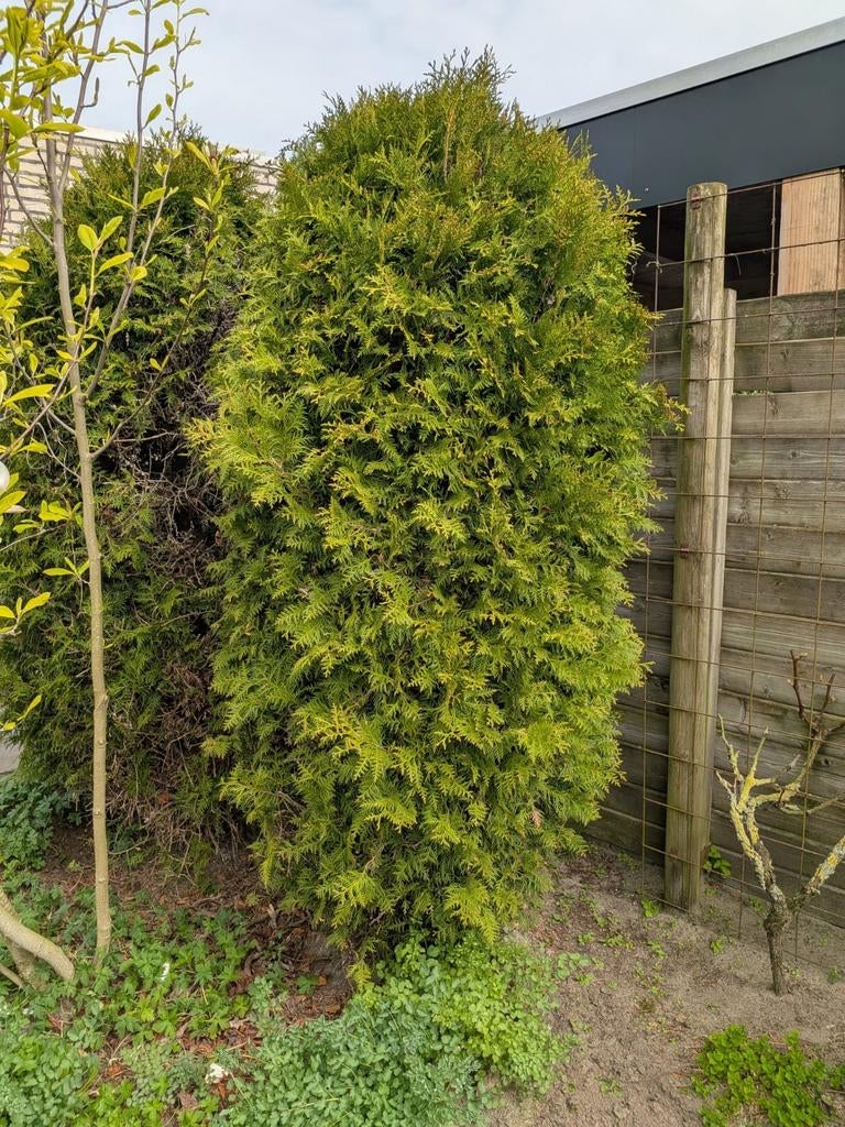 Coniferen gratis af te halen!, Tuin en Terras, Planten | Bomen, Ophalen, Bloeit niet, Halfschaduw, Overige soorten