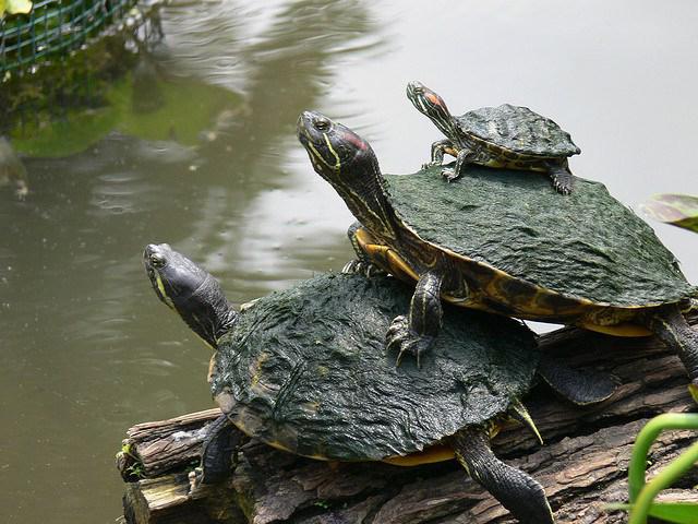 Gezocht!   Waterschildpadden schildpad, Dieren en Toebehoren, Schildpad, 3 tot 6 jaar
