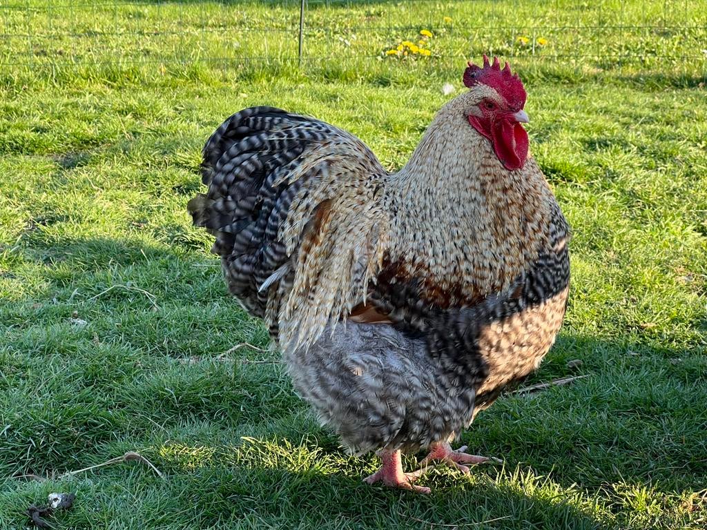 Haan Orpington groot Koekoekspatrijs, Mannelijk, Kip