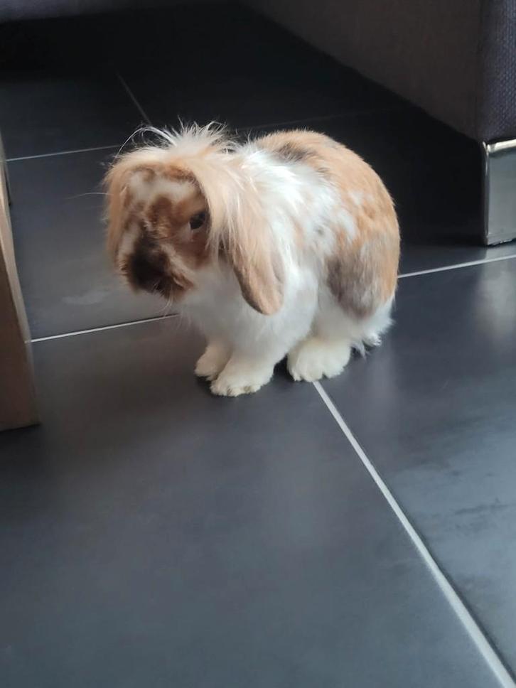Konijn, Dieren en Toebehoren, Konijnen, Middelgroot, Mannelijk, 0 tot 2 jaar, Hangoor