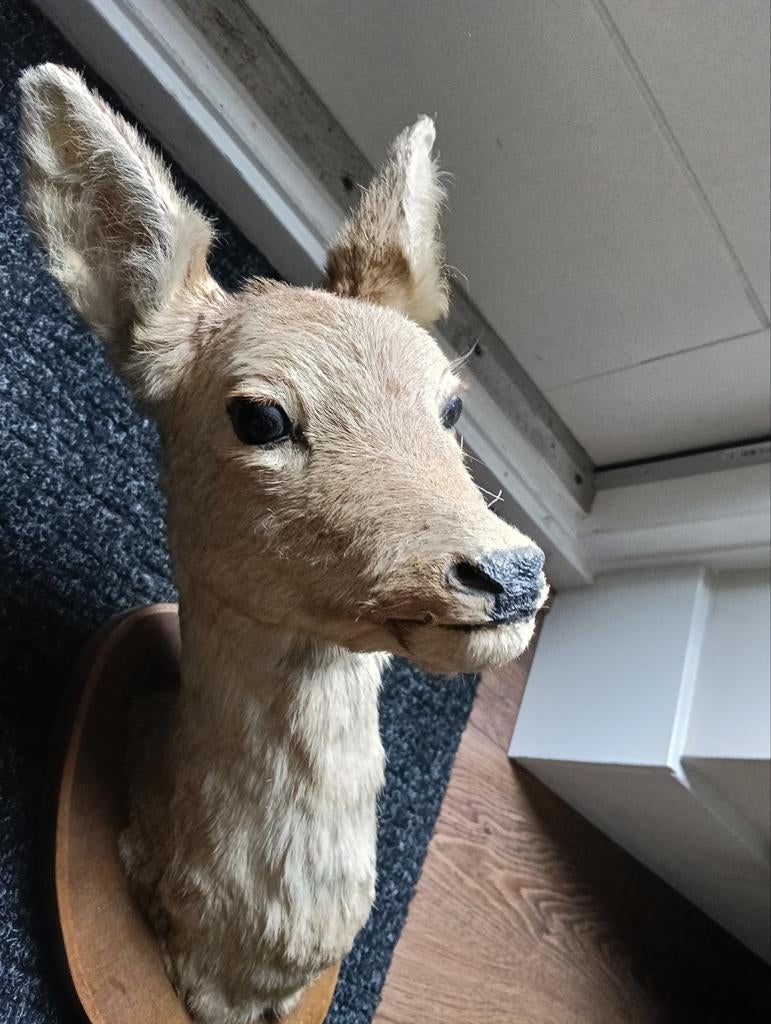 Hertenkop, Ophalen, Beeldje of Figuurtje