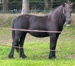 2 jarige fellpony, Merrie, Met stamboom, 0 tot 2 jaar, Onbeleerd