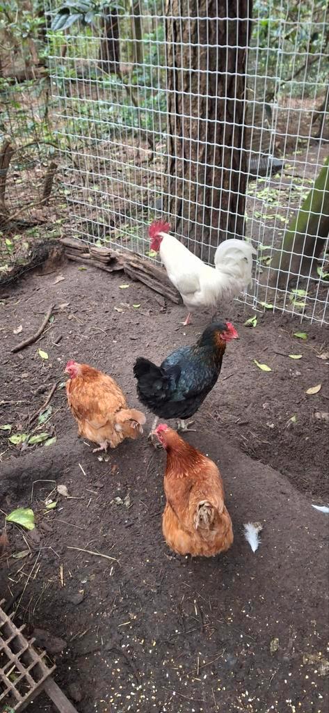 5 legkippen en een witte haan, Dieren en Toebehoren, Pluimvee, Kip, Meerdere dieren