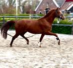 Dressuur merrie 2021 prok Uit de Endy Stam, Merrie