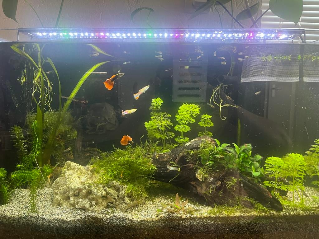 Jonge guppy’s te koop, Vis