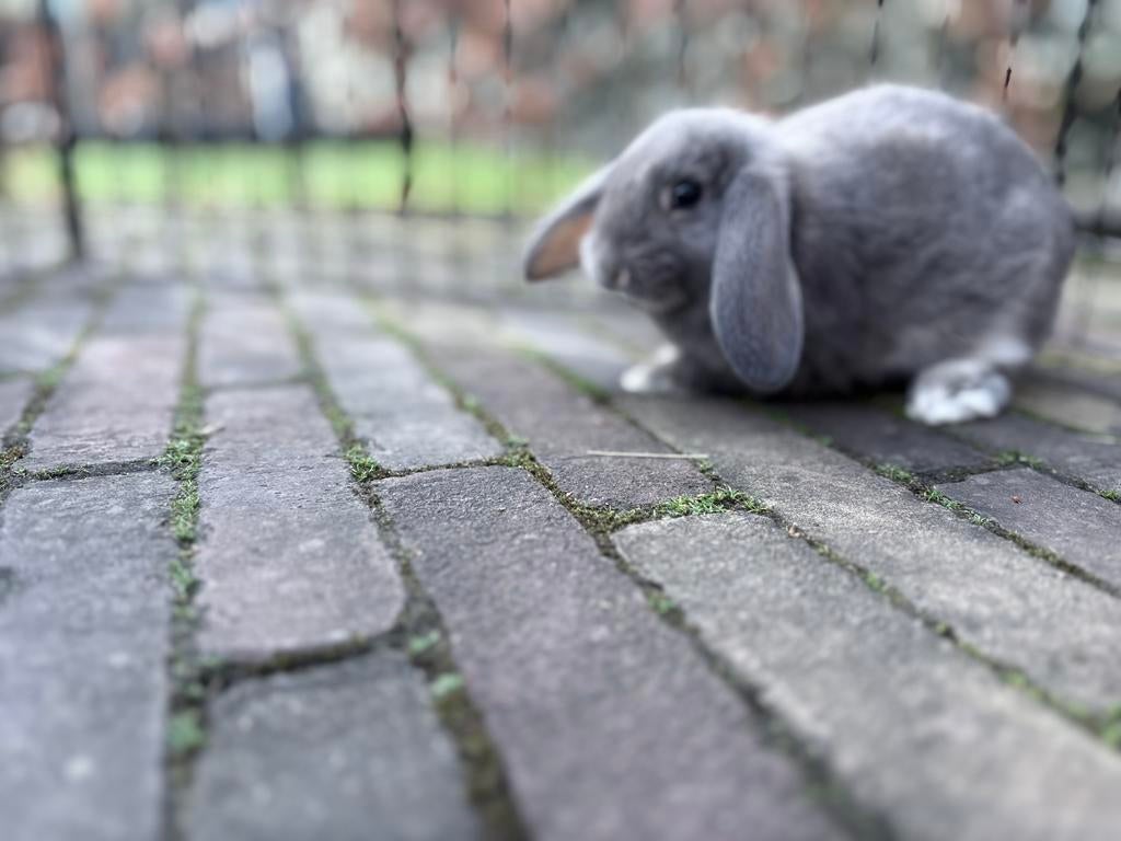 Handtamme jonge hangoor‑kruising rammelaar (4)  7 weken oud, Dieren en Toebehoren, Konijnen, Meerdere dieren, Groot, Hangoor