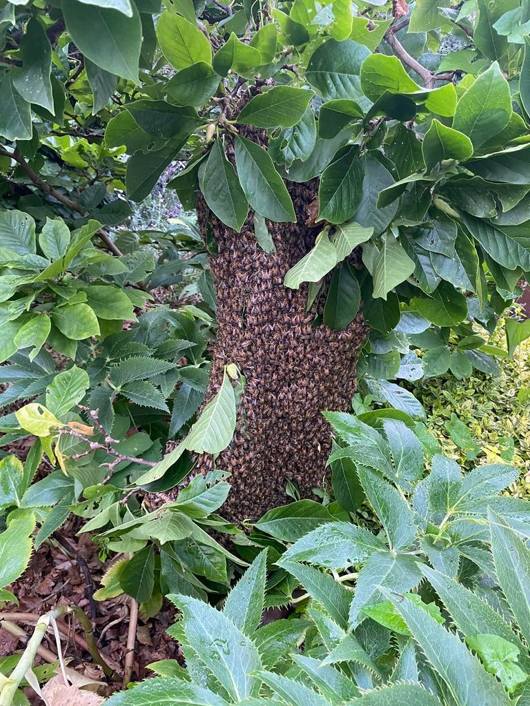 Bijenzwerm gezien? Bel gratis de bio dynamische imker, Bijen