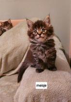 Maine coon kittens 100%, Dieren en Toebehoren, Meerdere dieren, Ontwormd, 0 tot 2 jaar