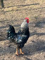 Haan barnevelder zilver dubbel gezoomd, Mannelijk, Kip