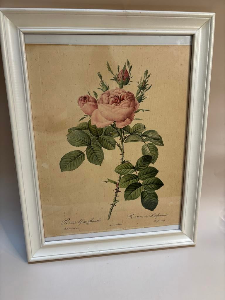 Vintage print Rosier des Parfumeurs in houten lijst, Ophalen of Verzenden