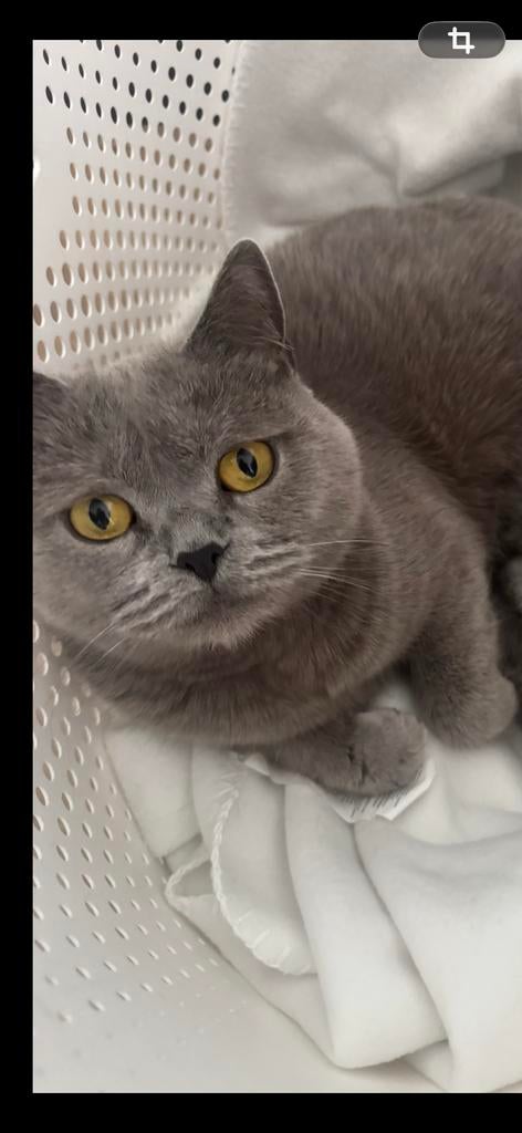 Britse  korthaar poes en kitten, Dieren en Toebehoren, Poes, Ontwormd