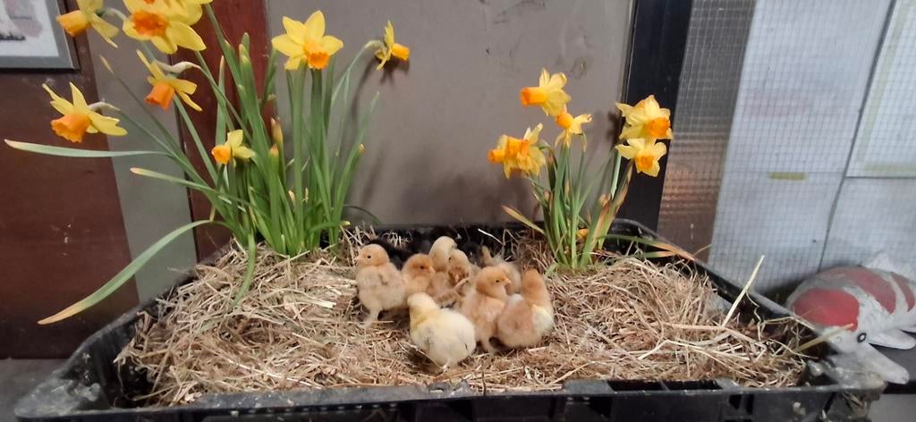 Lieve cochin kriel kuikentjes, Dieren en Toebehoren, Pluimvee, Geslacht onbekend, Kip