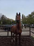 Te koop 4 jarige kwpn ruin, Dieren en Toebehoren, Hengst
