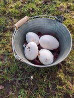 Ganzeneieren, Ophalen of Verzenden, Nieuw
