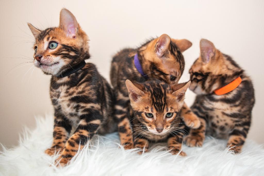 Raszuiver Bengaalse kittens zoeken gouden mandjes, Dieren en Toebehoren, Katten en Kittens | Raskatten | Korthaar, Meerdere dieren
