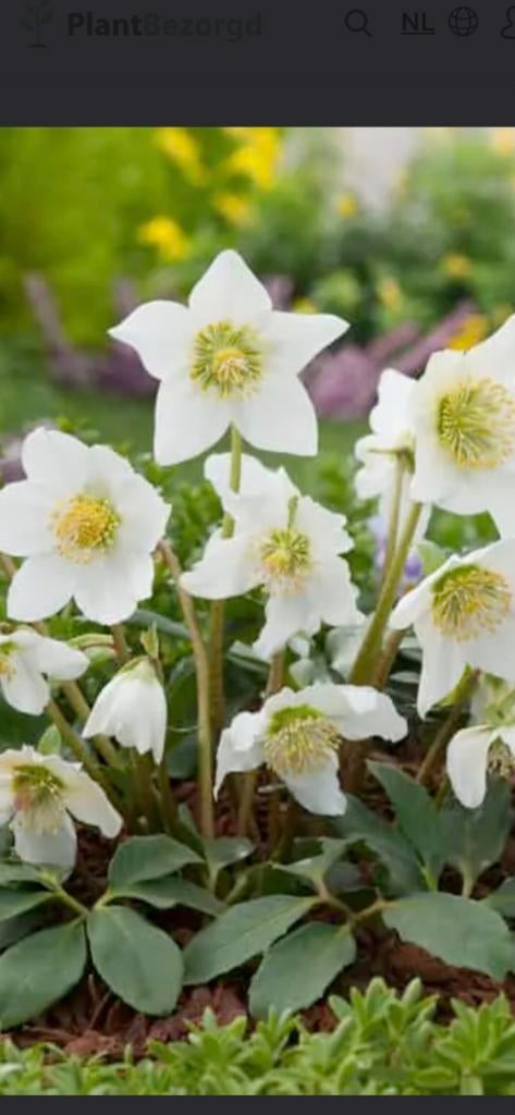 Helleborus niger, Ophalen, Volle zon