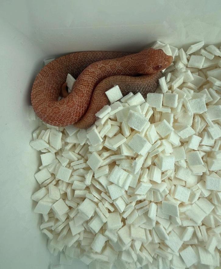 Haakneus – Arctic Sunburst Hognose Snake - female for sale from Cas den otter