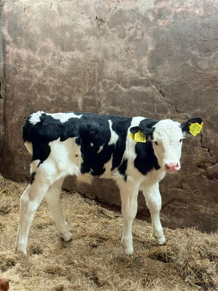 Kalveren te koop, Dieren en Toebehoren, Runderen, Meerdere dieren, 0 tot 2 jaar