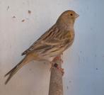 Prachtig koppel mozaïek kanaries, Meerdere dieren, Kleurkanarie