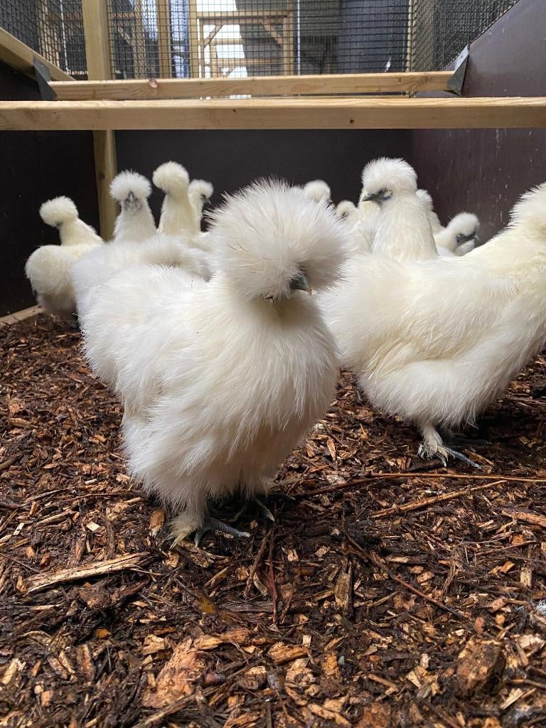 Zijdehoender krielen | Vriendelijke kippen | Passend advies, Meerdere dieren, Kip