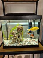 Leuk aquarium met toebehoren, Ophalen, Zo goed als nieuw, Gevuld zoetwateraquarium