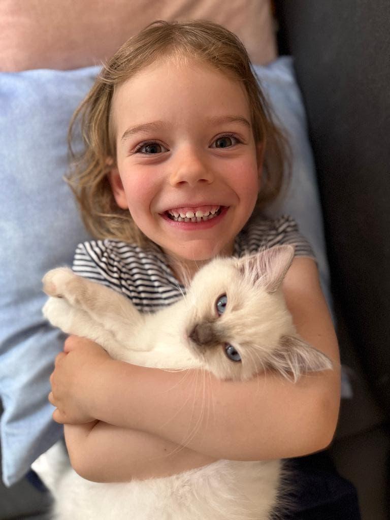 Raszuivere Blue Point Ragdoll, Poes, Gechipt, 0 tot 2 jaar