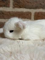 Prachtige Minilop konijntjes -> eventueel met stamboom, Dieren en Toebehoren, Konijnen, Meerdere dieren, Dwerg, Hangoor, 0 tot 2 jaar