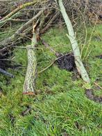Kachelhout Wilg - Vers gekapt brandhout, Tuin en Terras, Minder dan 3 m³, Ophalen of Verzenden, Overige houtsoorten, Stammen