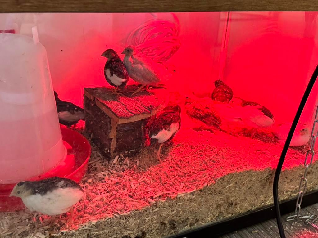 Chinese dwergkwartel dagoude kuikens (alle kleuren), Dieren en Toebehoren, Pluimvee, Meerdere dieren, Overige soorten